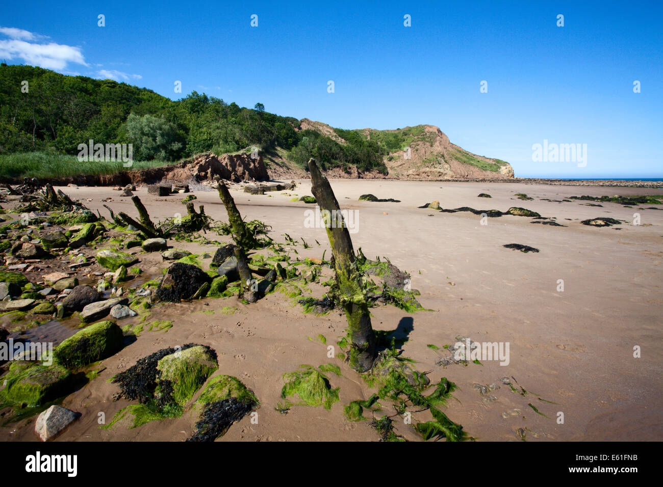 Tote Bäume am Strand von Osgodby Punkt oder Knipe Punkt Cayton Bay Scarborough North Yorkshire England Stockfoto