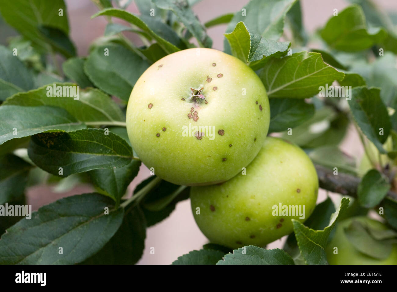 Bitter Pit auf Äpfel in einem englischen Obstgarten. Stockfoto