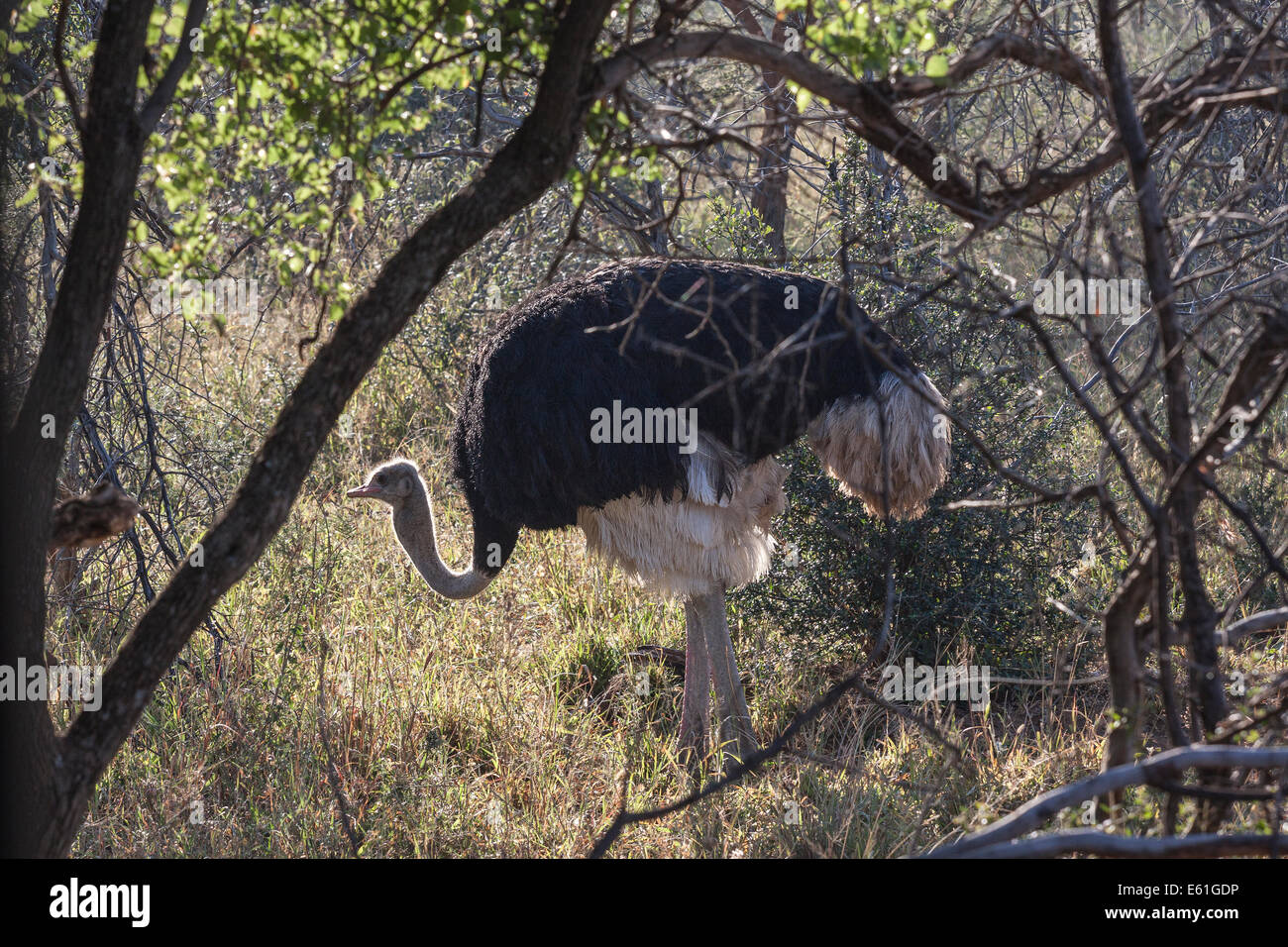 Männlicher Straußenvogel flugunfähiger Vogel im Savannenbuswald, Mabalingwe Game Park, Südafrika Stockfoto