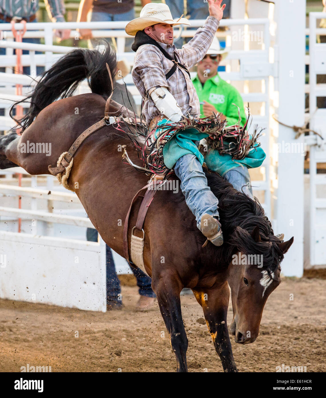 Cowboy auf einem Pferd im Sattel Bronc Wettbewerb, Chaffee County Fair & Rodeo Stockfoto