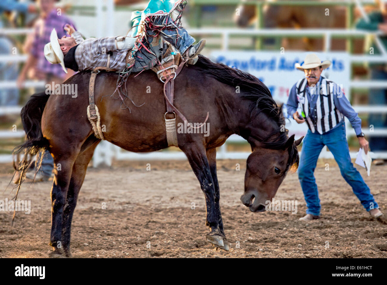 Cowboy auf einem Pferd im Sattel Bronc Wettbewerb, Chaffee County Fair & Rodeo Stockfoto