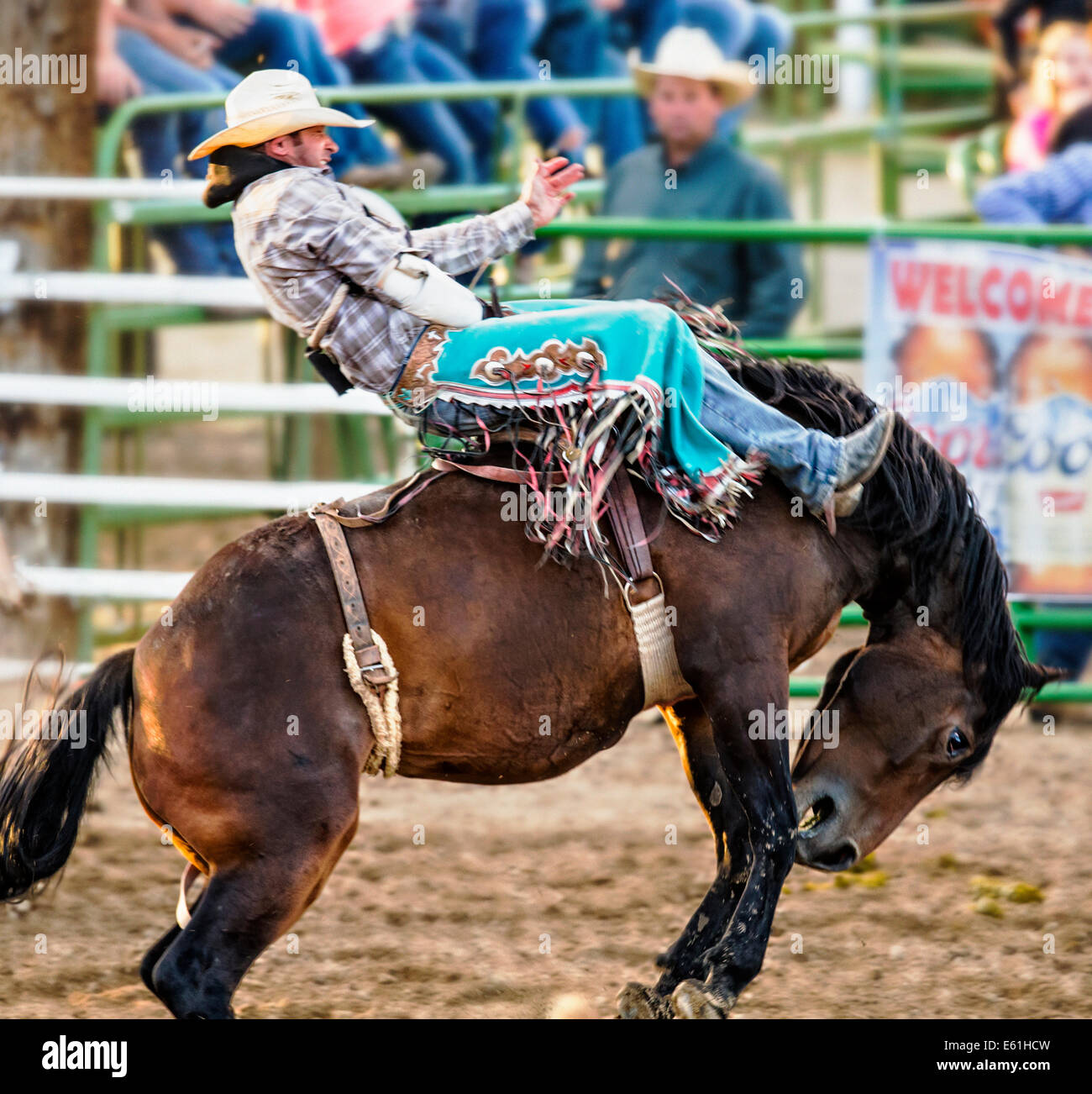 Cowboy auf einem Pferd im Sattel Bronc Wettbewerb, Chaffee County Fair & Rodeo Stockfoto