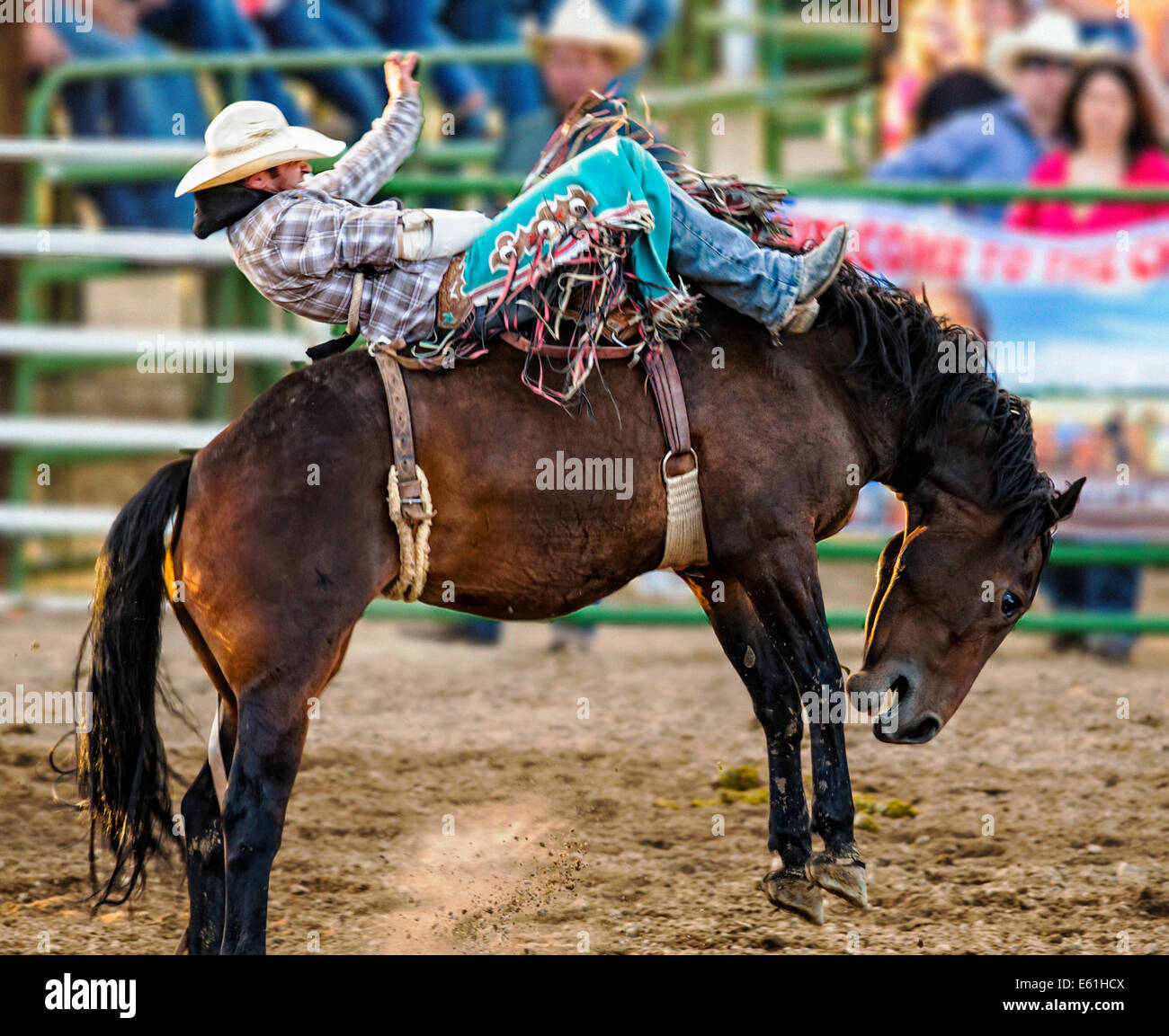 Cowboy auf einem Pferd im Sattel Bronc Wettbewerb, Chaffee County Fair & Rodeo Stockfoto