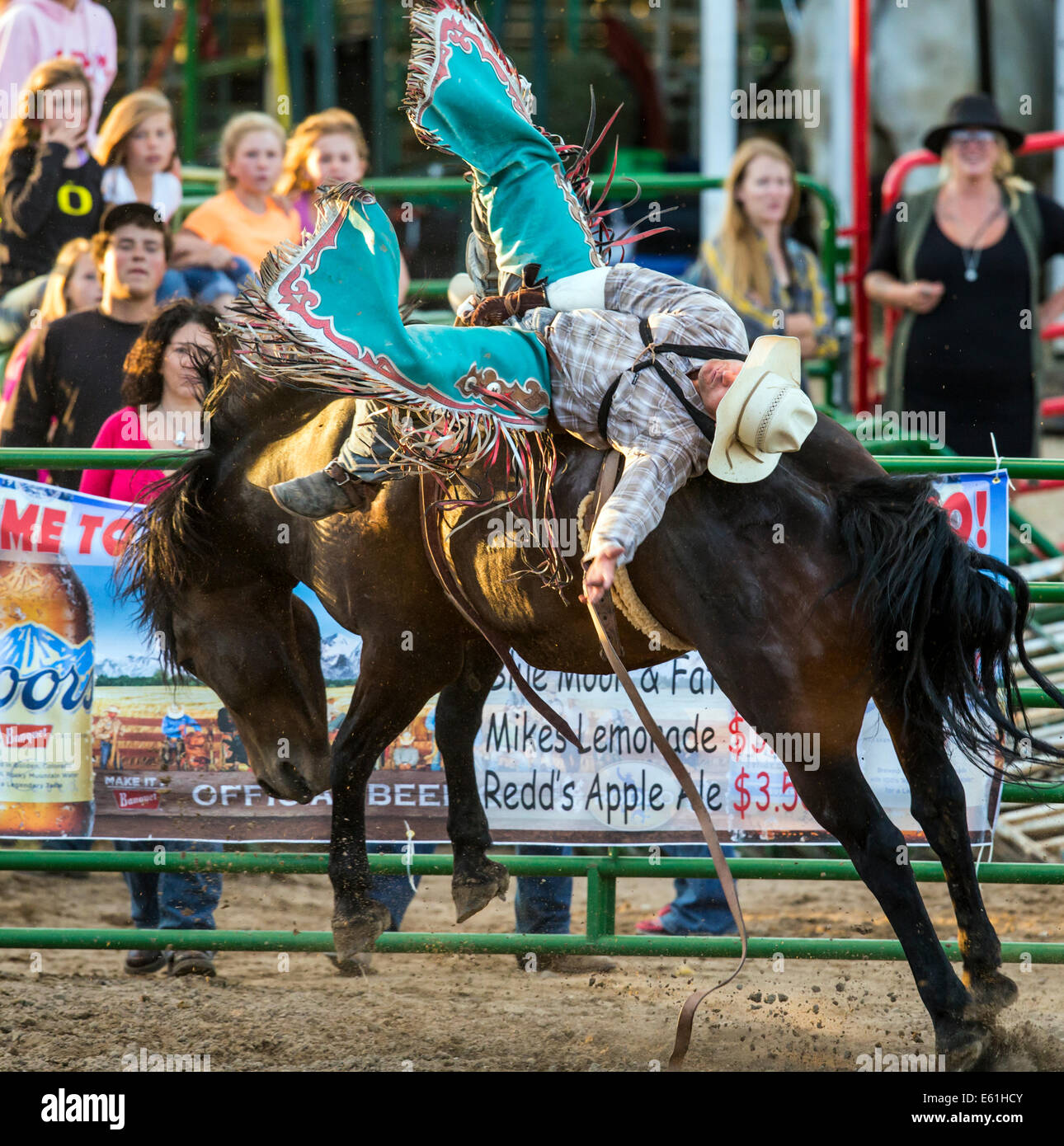 Cowboy auf einem Pferd im Sattel Bronc Wettbewerb, Chaffee County Fair & Rodeo Stockfoto