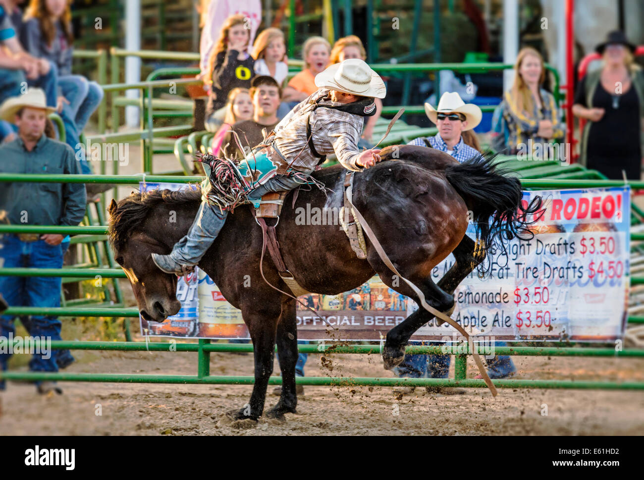 Cowboy auf einem Pferd im Sattel Bronc Wettbewerb, Chaffee County Fair & Rodeo Stockfoto