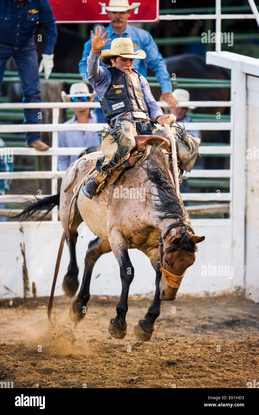 Cowboy auf einem Pferd im Sattel Bronc Wettbewerb, Chaffee County Fair & Rodeo Stockfoto