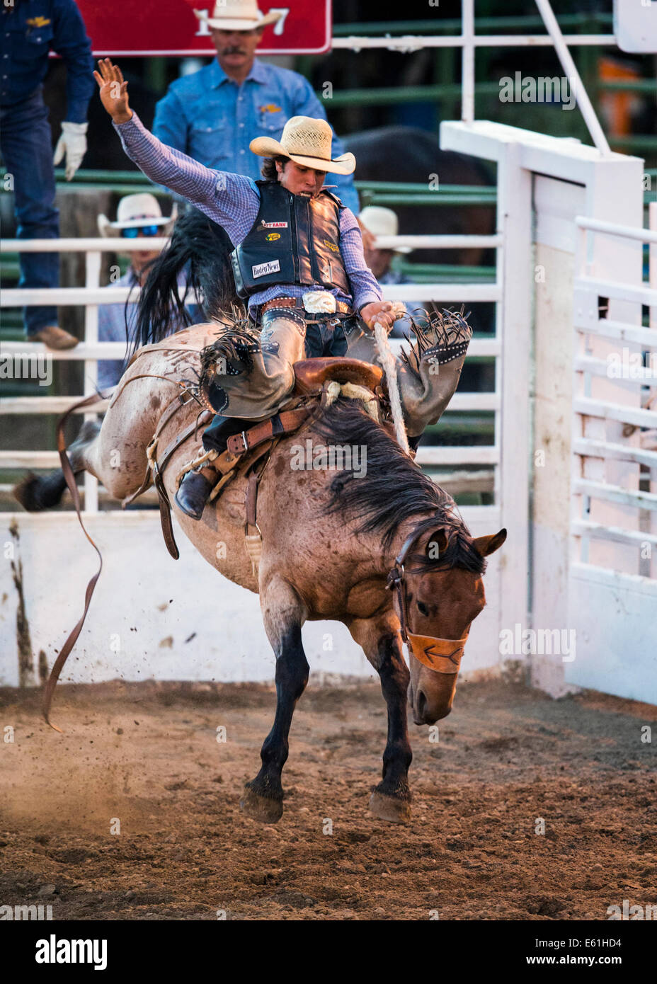Cowboy auf einem Pferd im Sattel Bronc Wettbewerb, Chaffee County Fair & Rodeo Stockfoto