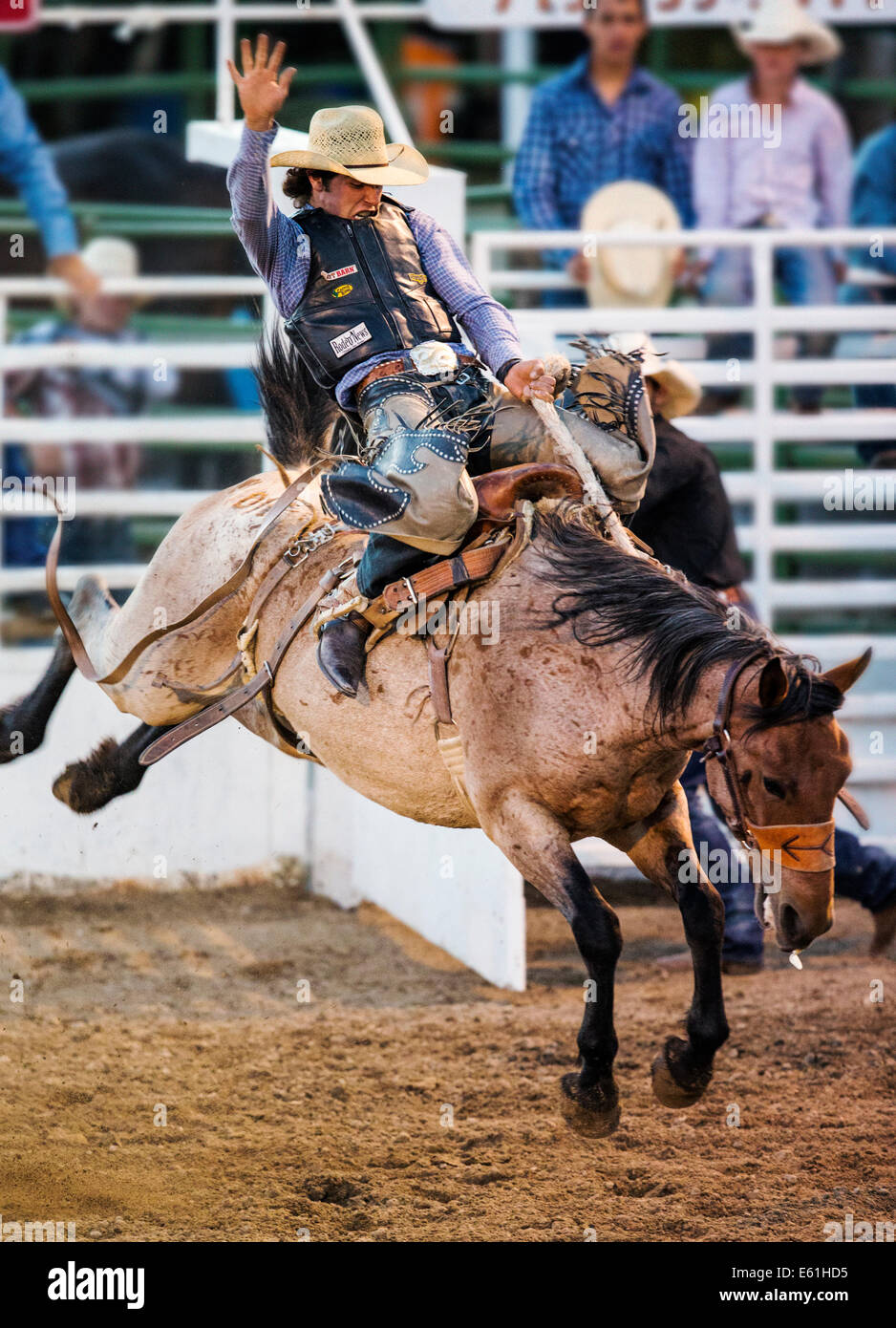 Cowboy auf einem Pferd im Sattel Bronc Wettbewerb, Chaffee County Fair & Rodeo Stockfoto
