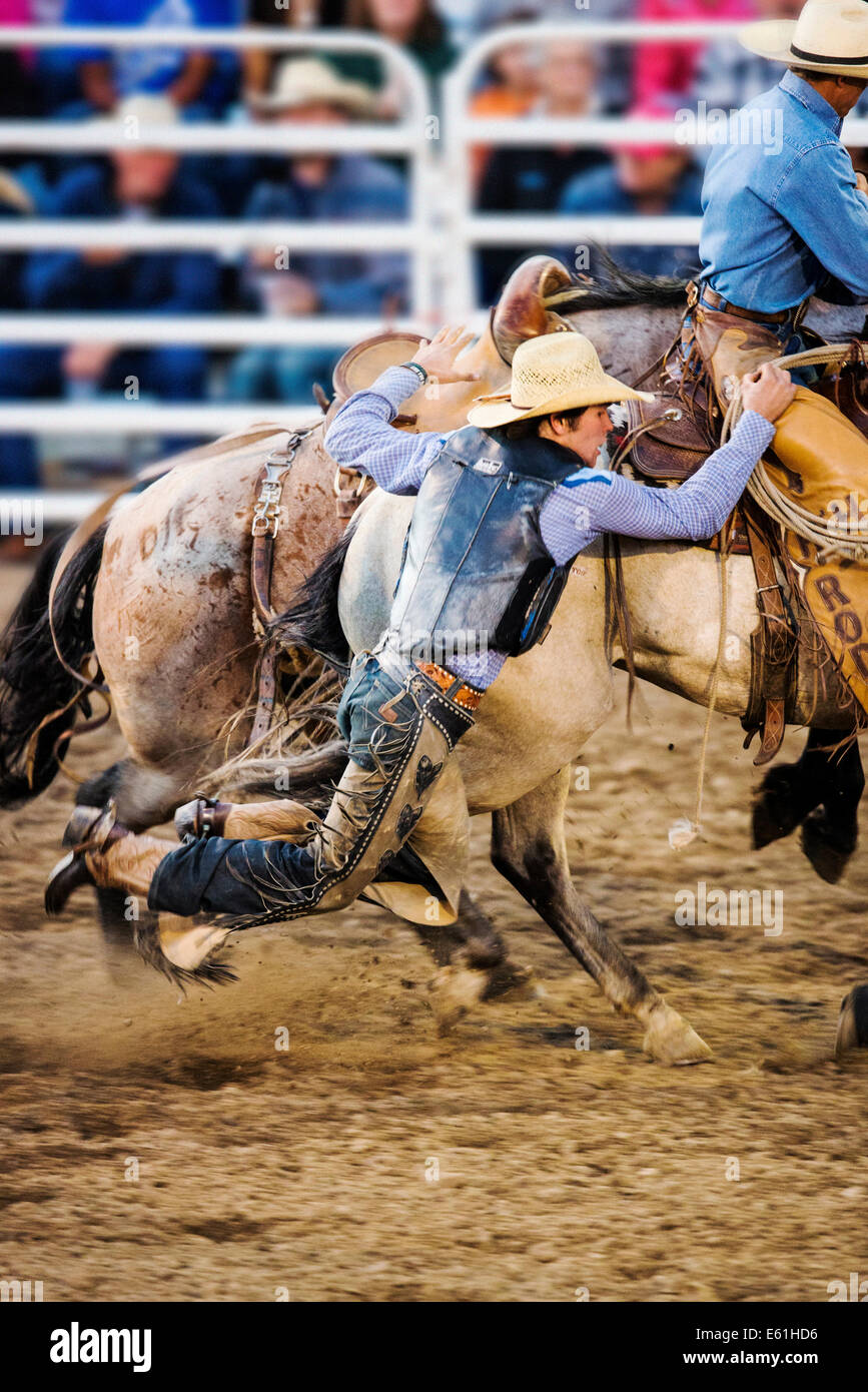 Cowboy auf einem Pferd im Sattel Bronc Wettbewerb, Chaffee County Fair & Rodeo Stockfoto