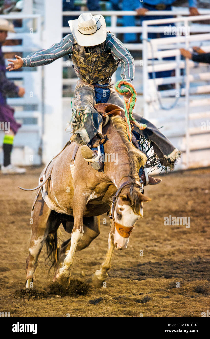 Cowboy auf einem Pferd im Sattel Bronc Wettbewerb, Chaffee County Fair & Rodeo Stockfoto