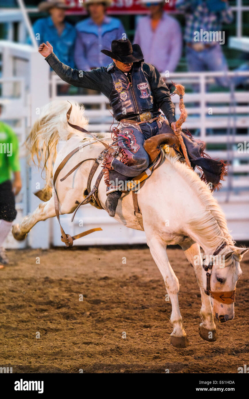 Cowboy auf einem Pferd im Sattel Bronc Wettbewerb, Chaffee County Fair & Rodeo Stockfoto