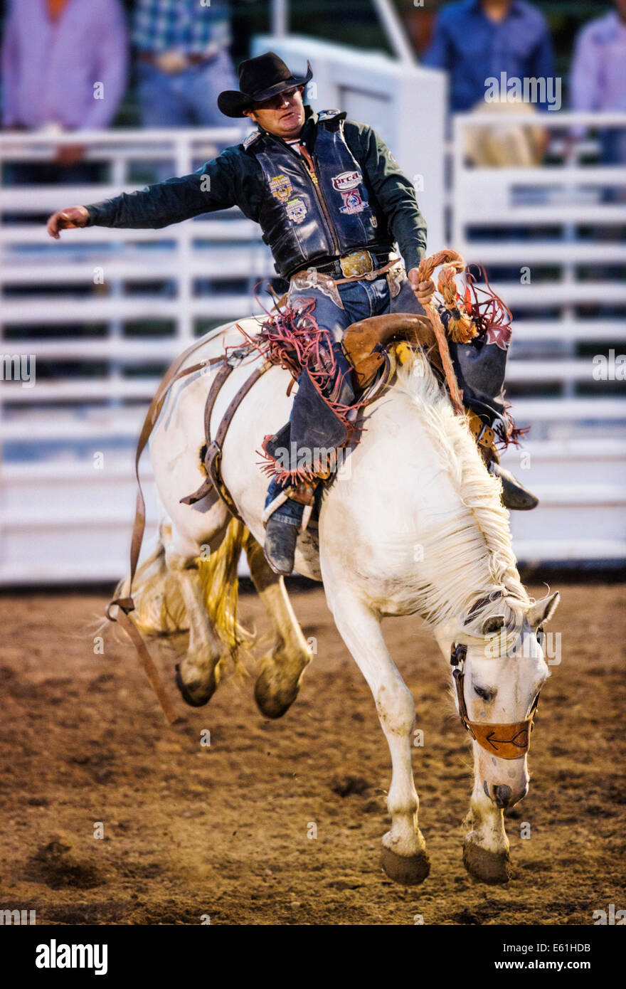 Cowboy auf einem Pferd im Sattel Bronc Wettbewerb, Chaffee County Fair & Rodeo Stockfoto