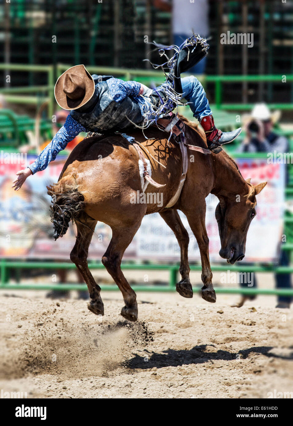 Cowboy auf einem Pferd im Sattel Bronc Wettbewerb, Chaffee County Fair & Rodeo Stockfoto