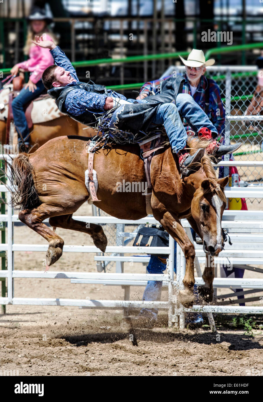 Cowboy auf einem Pferd im Sattel Bronc Wettbewerb, Chaffee County Fair & Rodeo Stockfoto