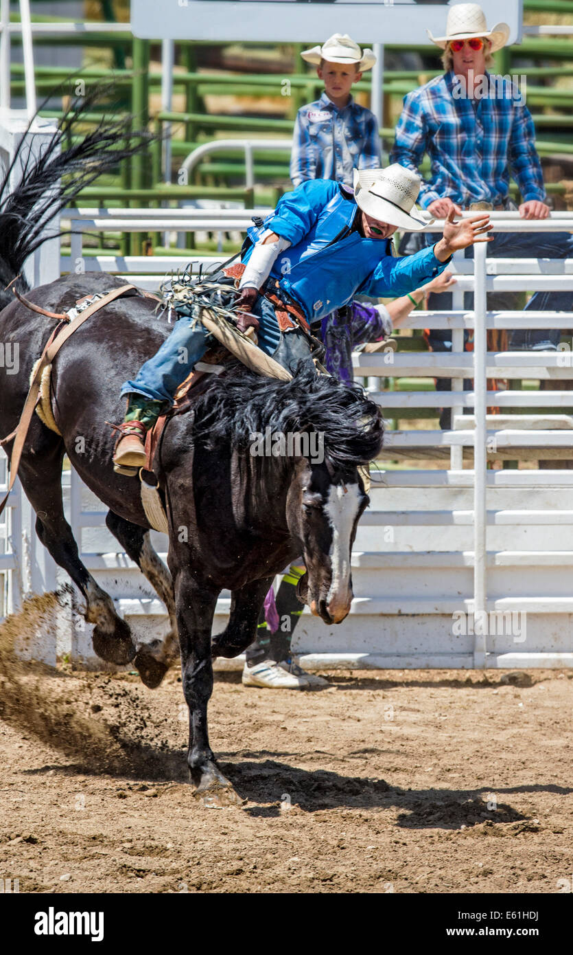 Cowboy auf einem Pferd im Sattel Bronc Wettbewerb, Chaffee County Fair & Rodeo Stockfoto