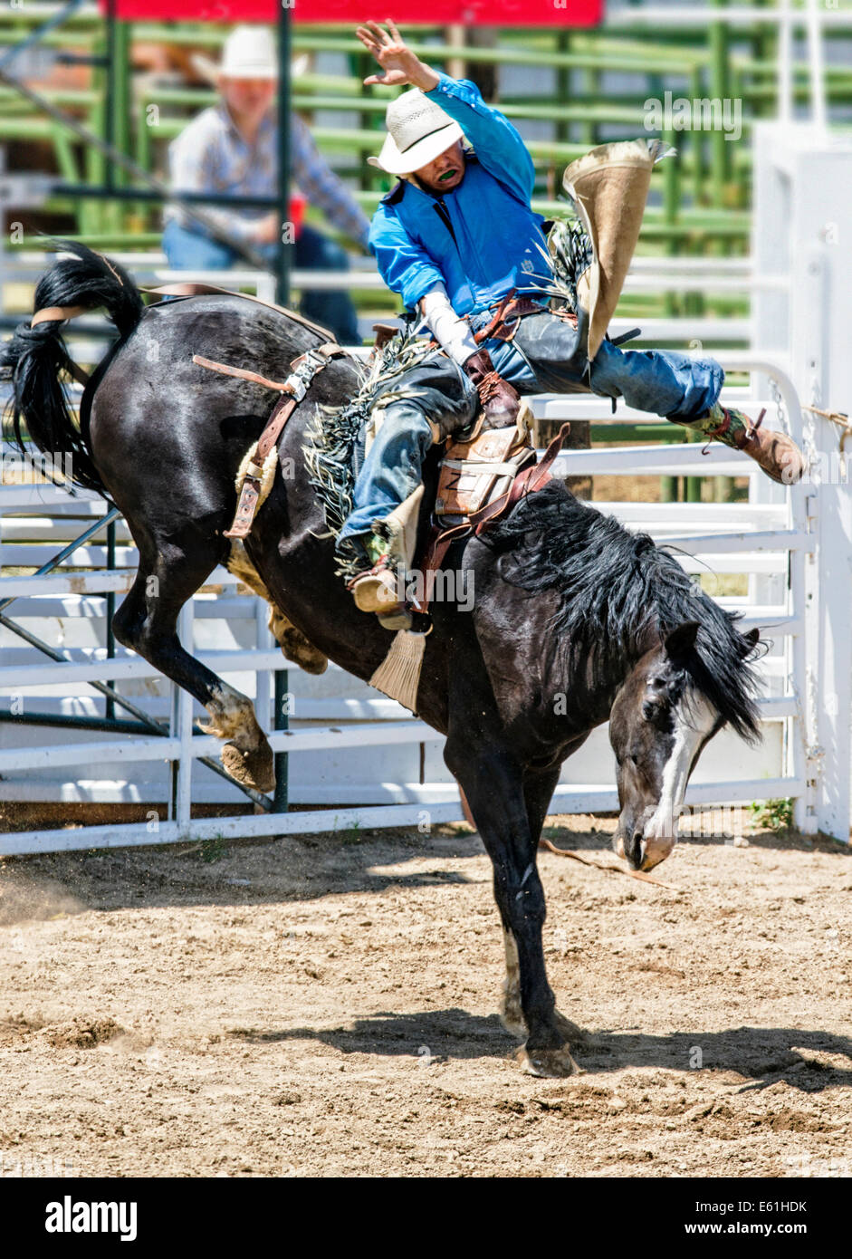 Cowboy auf einem Pferd im Sattel Bronc Wettbewerb, Chaffee County Fair & Rodeo Stockfoto