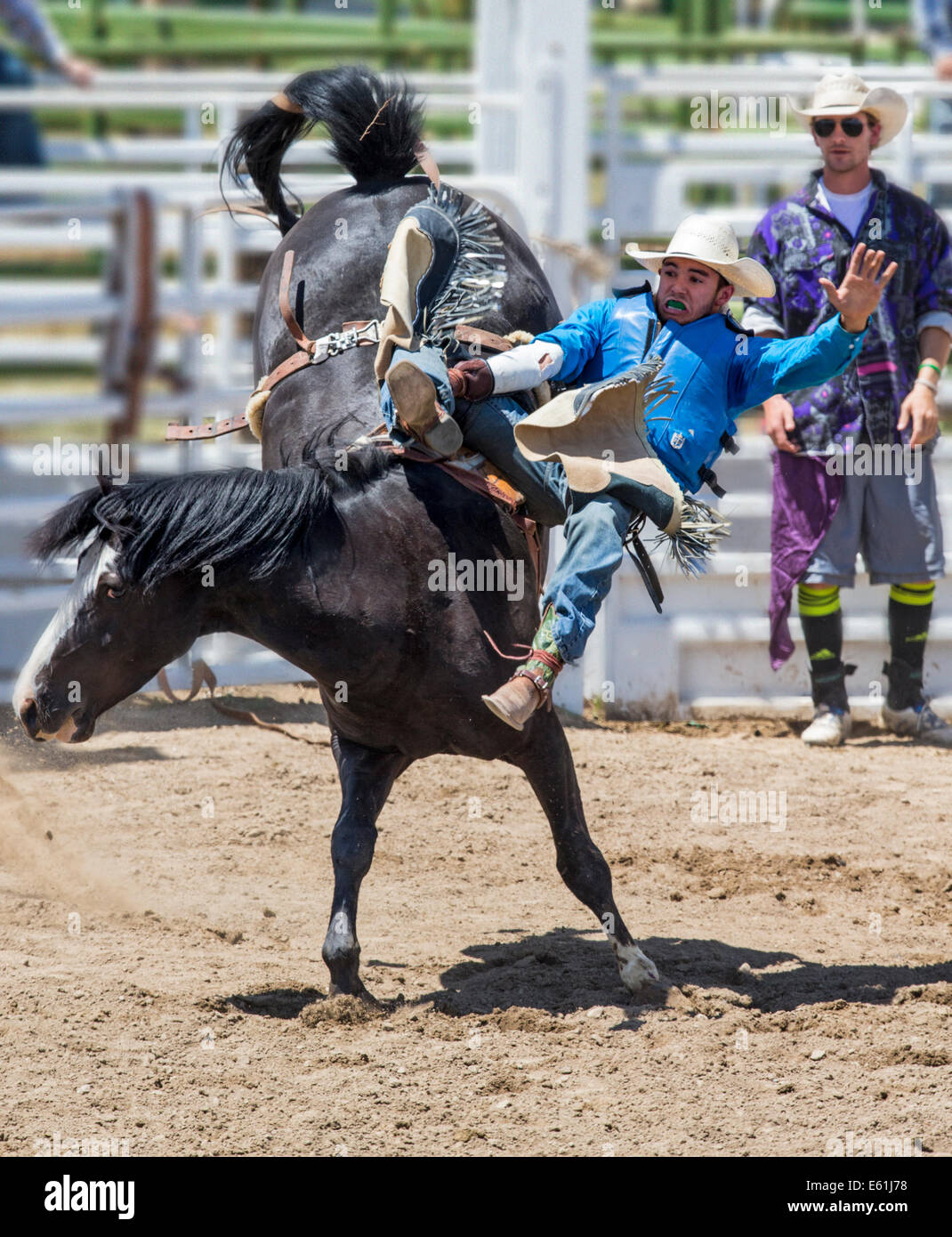 Cowboy auf einem Pferd im Sattel Bronc Wettbewerb, Chaffee County Fair & Rodeo Stockfoto