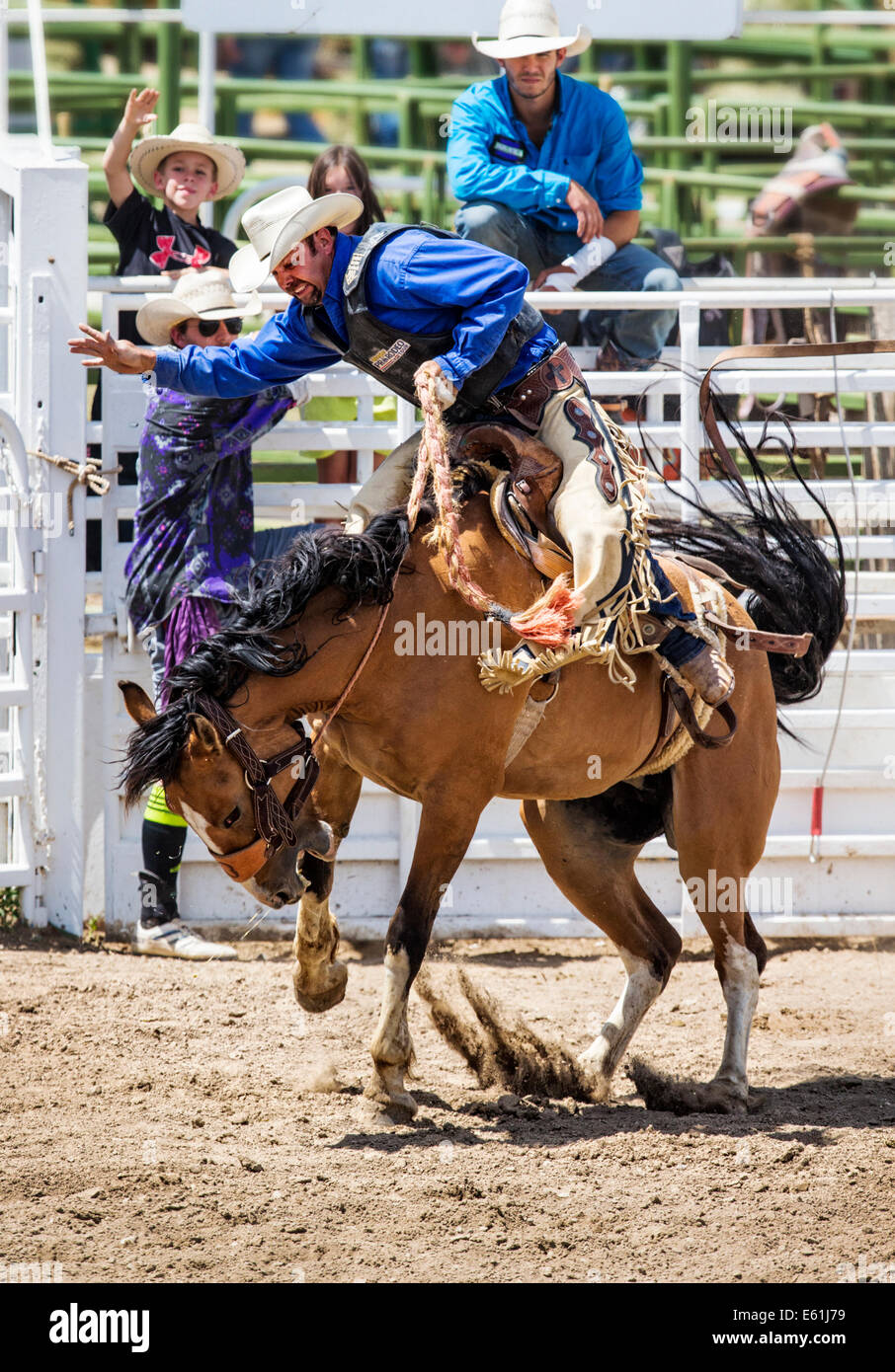 Cowboy auf einem Pferd im Sattel Bronc Wettbewerb, Chaffee County Fair & Rodeo Stockfoto