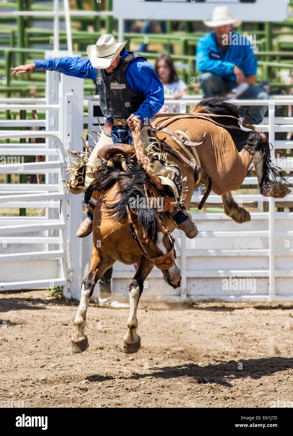 Cowboy auf einem Pferd im Sattel Bronc Wettbewerb, Chaffee County Fair & Rodeo Stockfoto