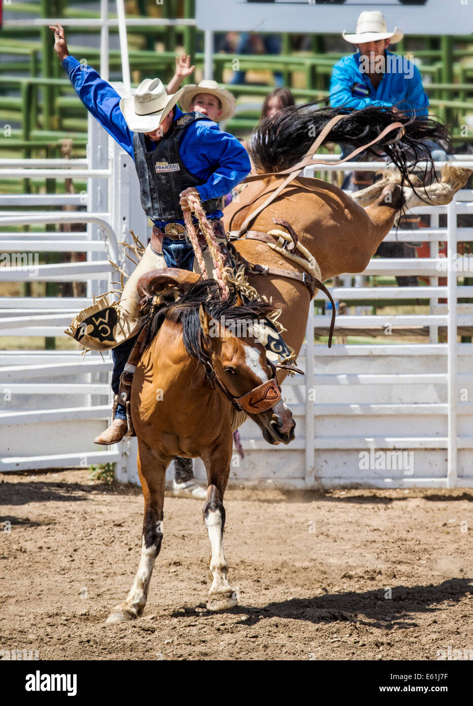 Cowboy auf einem Pferd im Sattel Bronc Wettbewerb, Chaffee County Fair & Rodeo Stockfoto