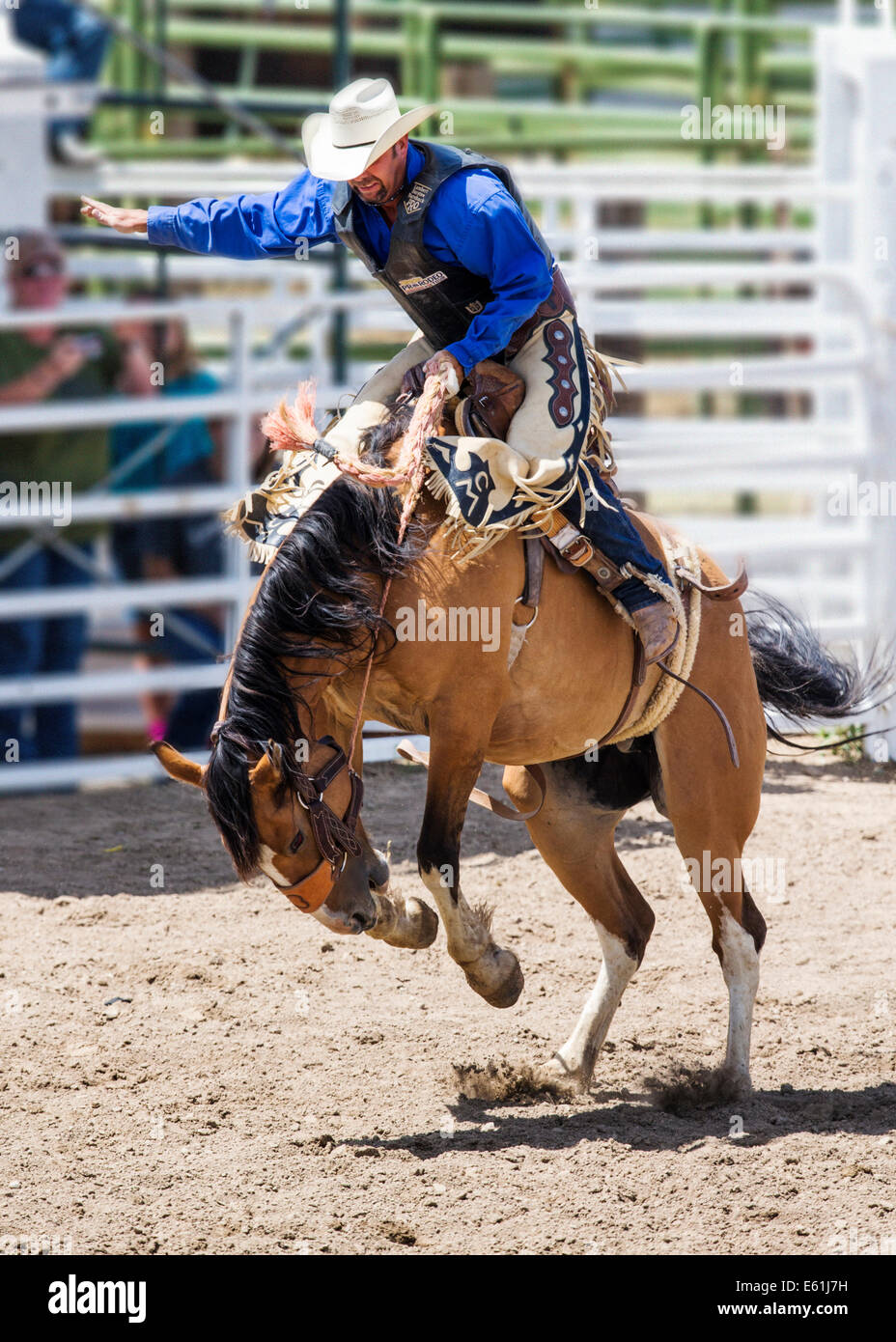 Cowboy auf einem Pferd im Sattel Bronc Wettbewerb, Chaffee County Fair & Rodeo Stockfoto