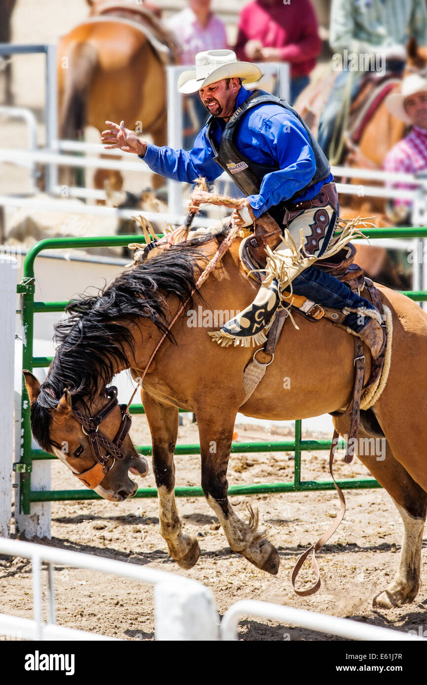 Cowboy auf einem Pferd im Sattel Bronc Wettbewerb, Chaffee County Fair & Rodeo Stockfoto