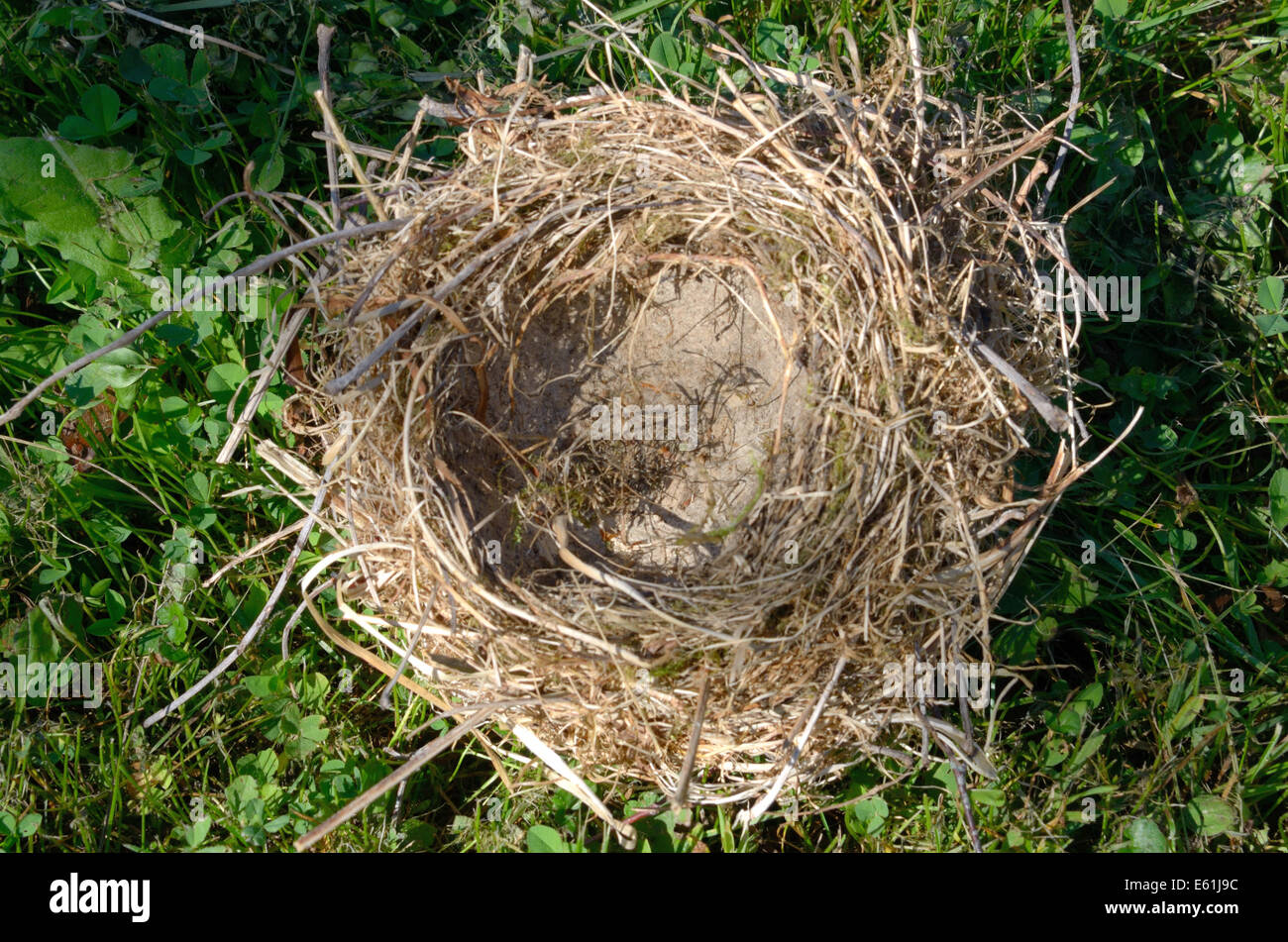 Leere Nest des gemeinsamen Buchfinken (Fringilla Coelebs) Stockfoto