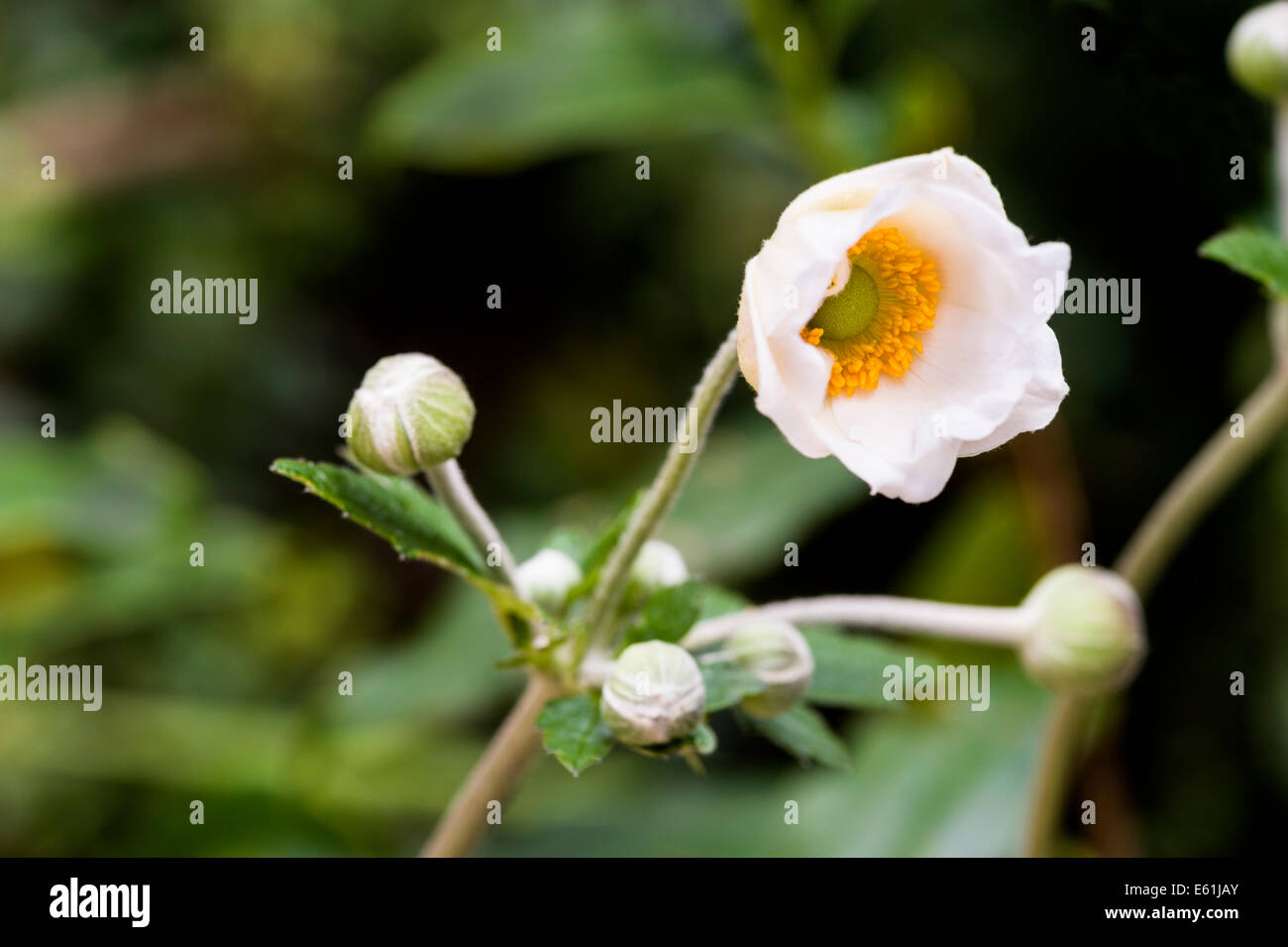 Anemone Hybrida Honorine Jobert.Japanese weiße Blume Anemone. Stockfoto