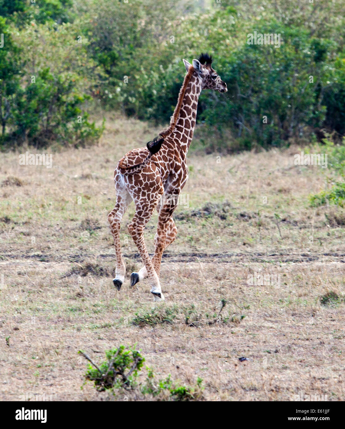 Baby Giraffe läuft Stockfoto