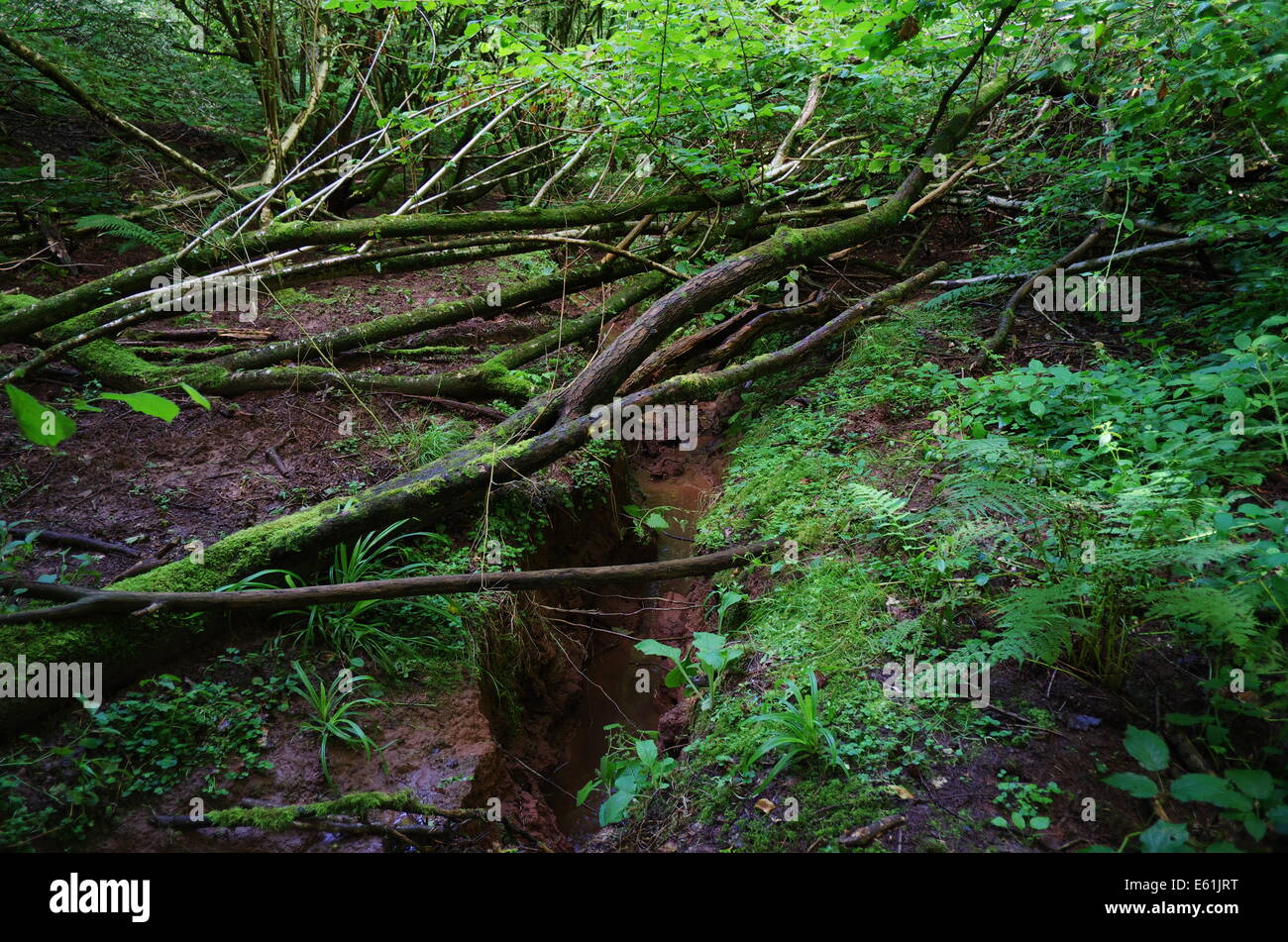Erodierte Stream mit umgestürzten Baum Brücke Stockfoto