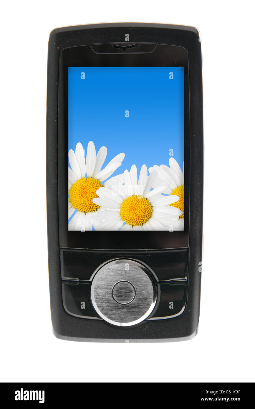 Mobiltelefon mit Gänseblümchen auf dem Bildschirm isoliert auf weißem Hintergrund Stockfoto