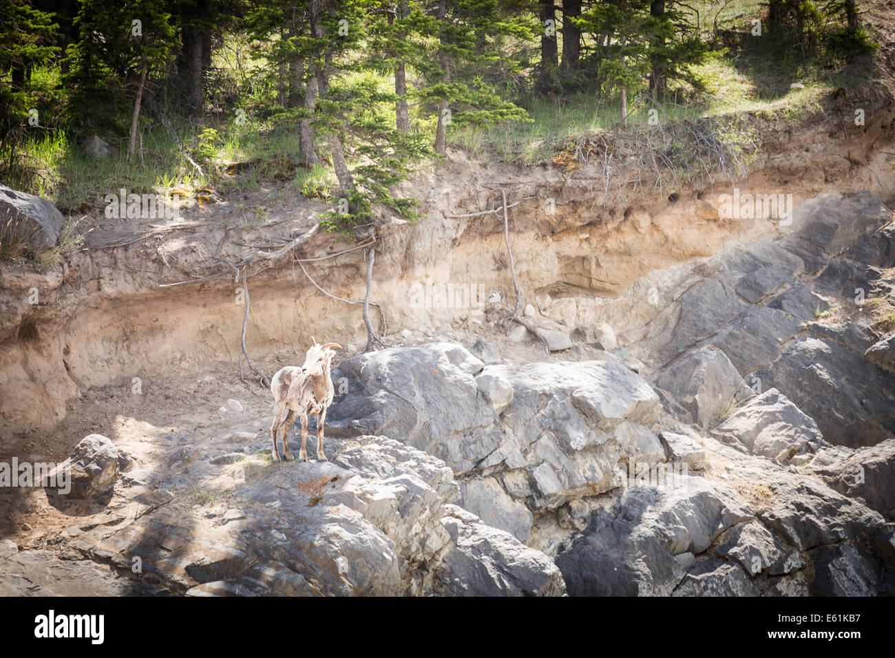 Ziegen in den Rocky Mountains, in der Nähe von Jasper, Alberta, Kanada, Nordamerika. Stockfoto