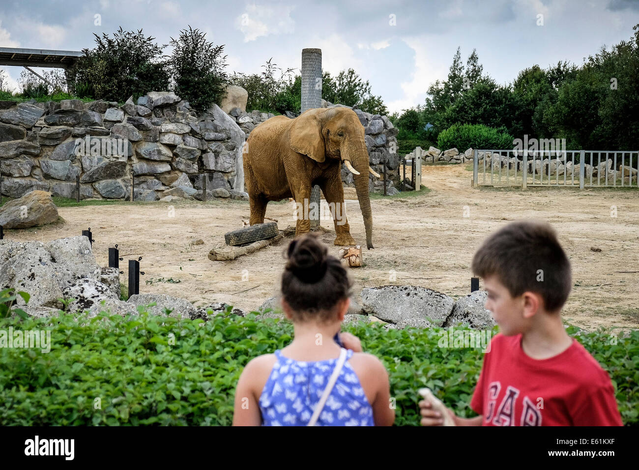Kinder auf der Suche nach einem afrikanischen Elefanten Loxodonta Africana in einem Zoo. Stockfoto