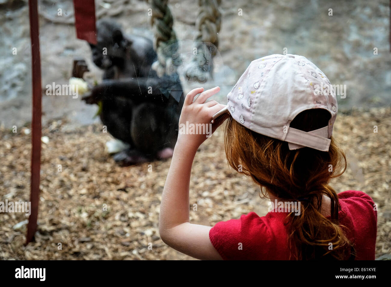 Ein junges Mädchen, ein Schimpanse im Zoo betrachten. Stockfoto