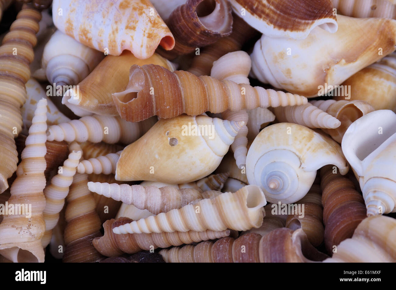Muscheln vom Schwarzen Meer zum Verkauf, Küste von Burgas, Bulgarien Stockfoto
