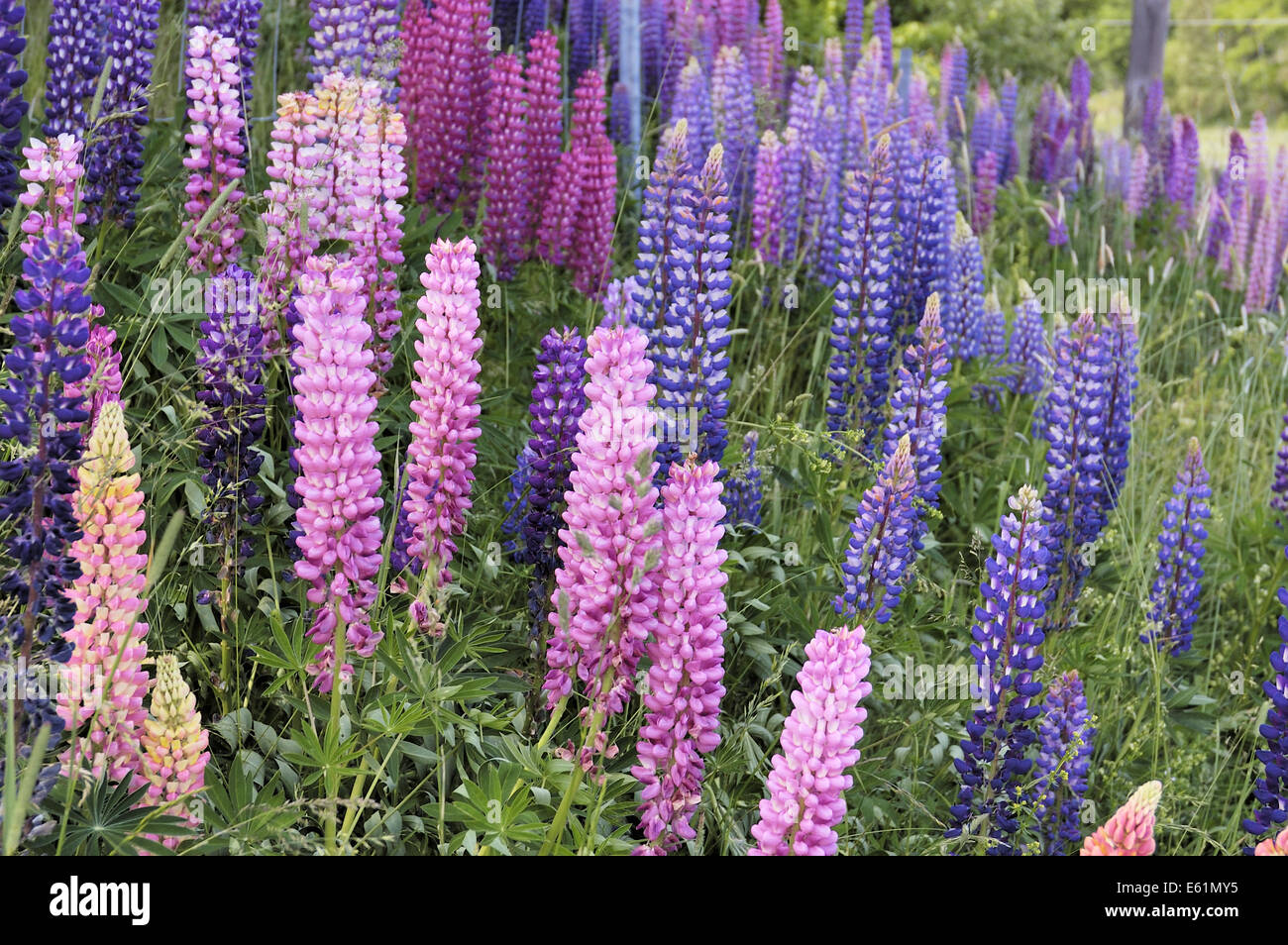 Garten-Lupine (Lupinus Polyphyllus), Schweden Stockfoto