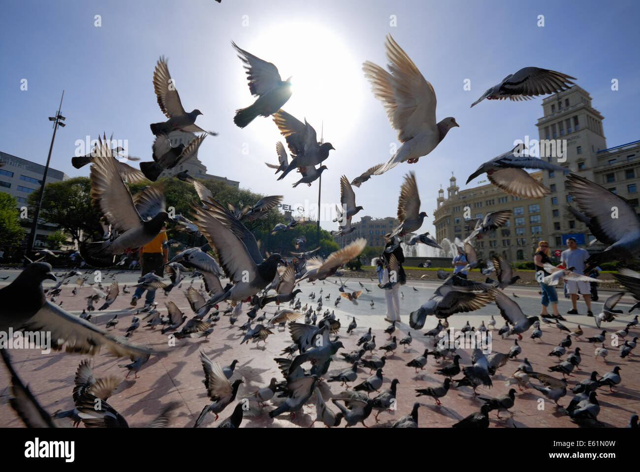 Schwarm Tauben am Placa de Catalunya, Barcelona, Spanien Stockfoto