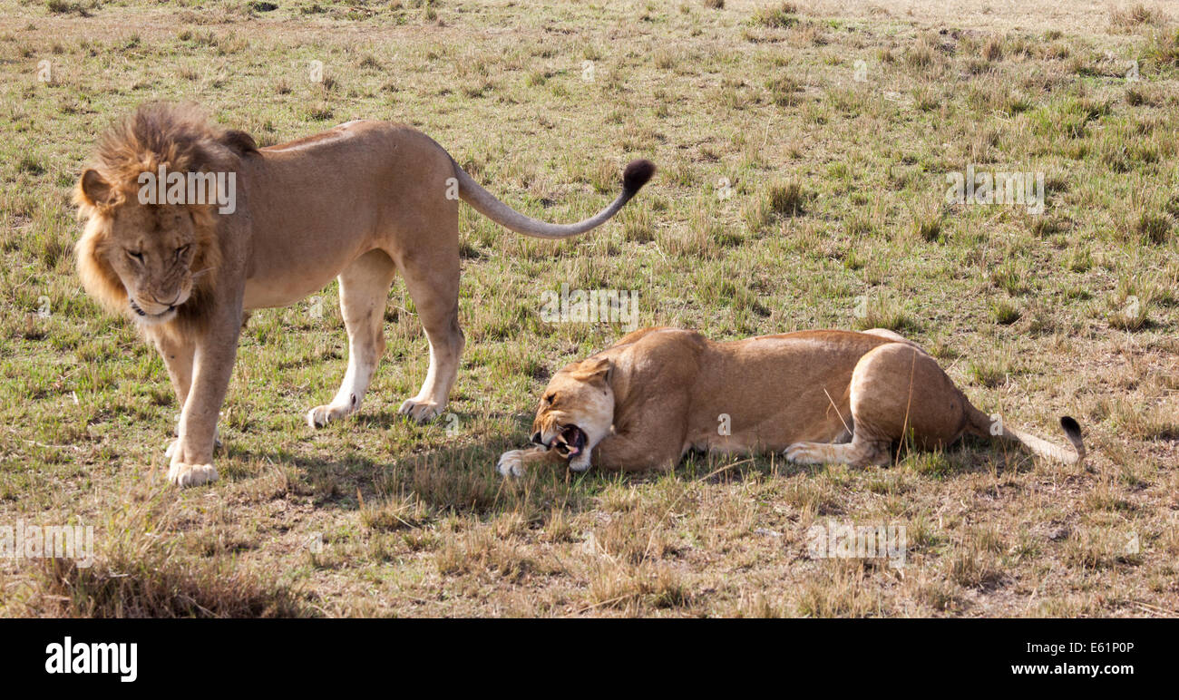 Paar Löwen in der Masai Mara Kenia Stockfoto