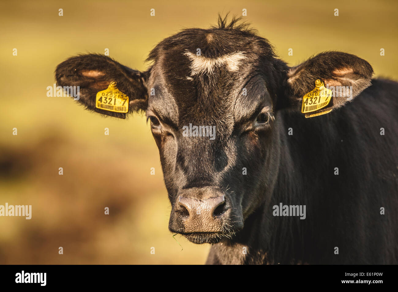 Schwarze Kuh Rinder Kopf geschossen Stockfoto