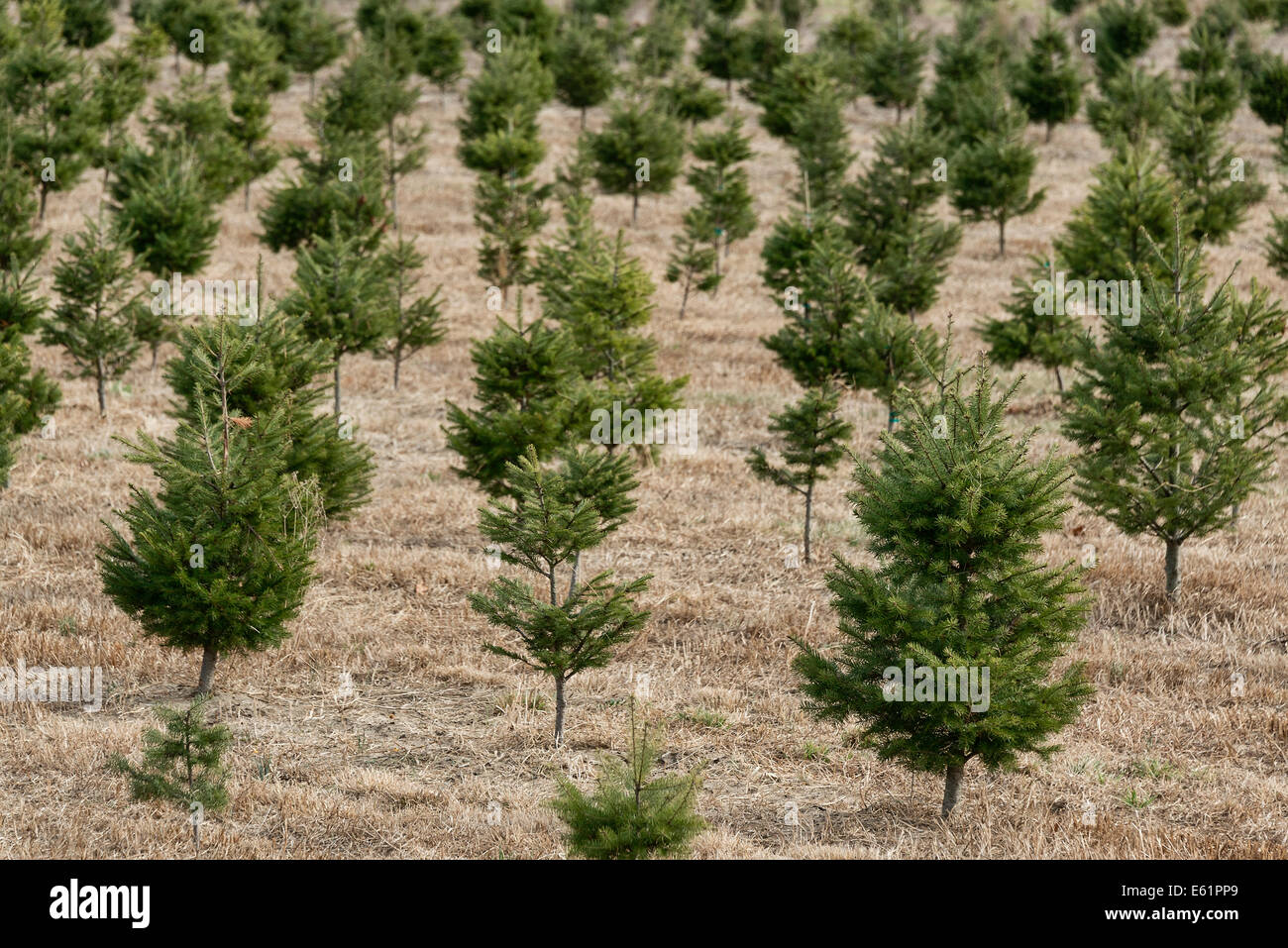 Junge Bäumchen an einem Weihnachtsbaum Farm, New Jersey, USA Stockfoto