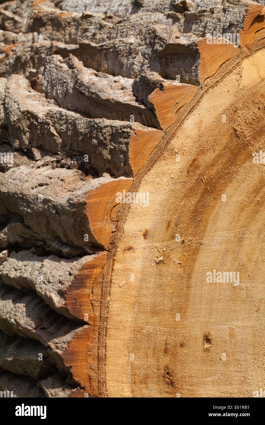 Schwarz-Pappel (Populus Nigra). Abschnitt des vor kurzem Schnitt und gesägten Stammes zeigt tief zerfurcht Rinde. Stockfoto