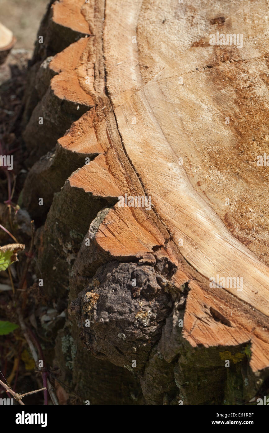 Schwarz-Pappel (Populus Nigra). Teil eines kürzlich umgestürzten Baumes. Stumpf gesägte Oberfläche zeigen tief zerklüftet und zerfurcht Rinde. Stockfoto