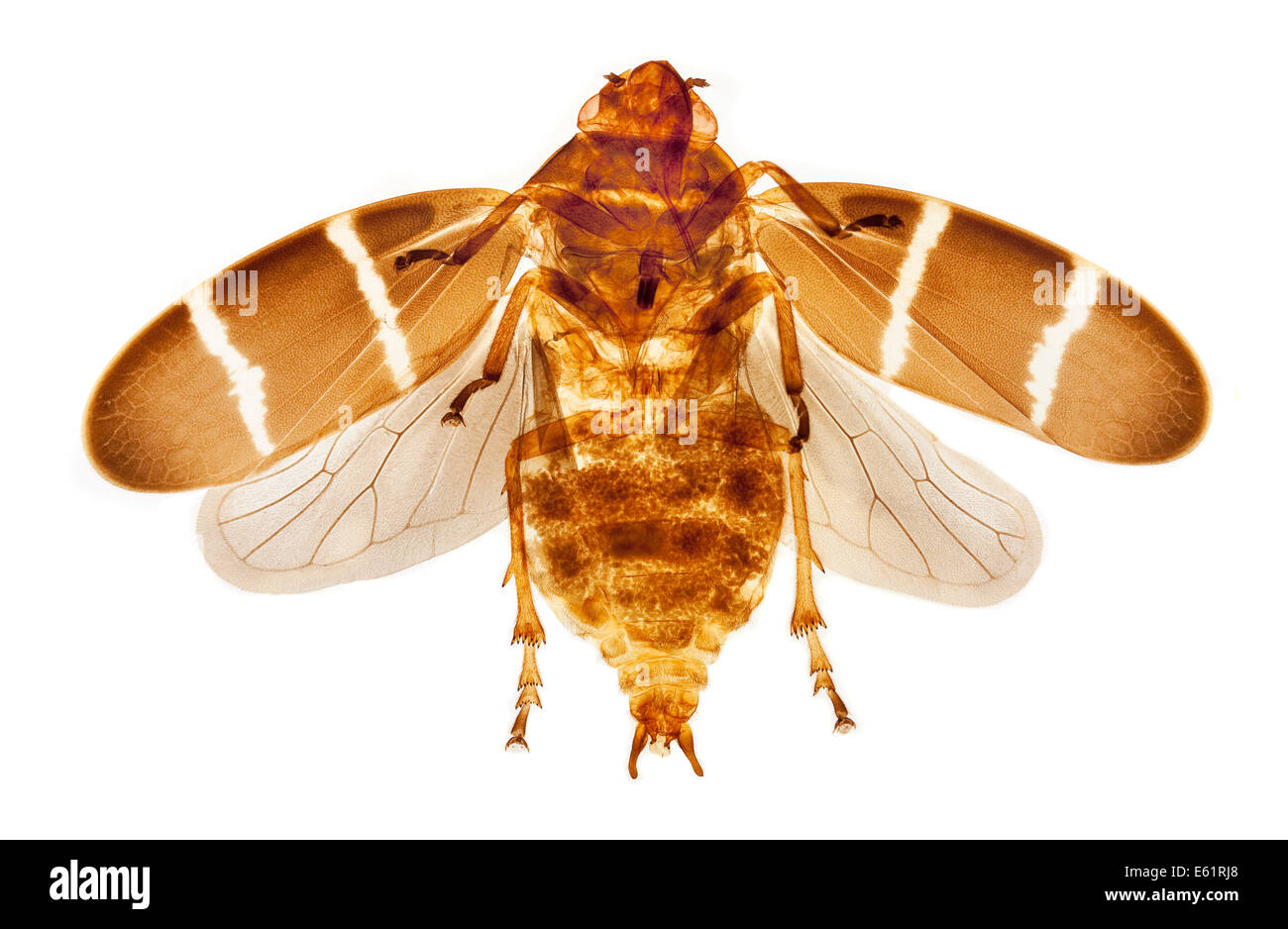 Hellfeld Mikrophotographie eines Exemplars Hemiptera (Bug) Stockfoto