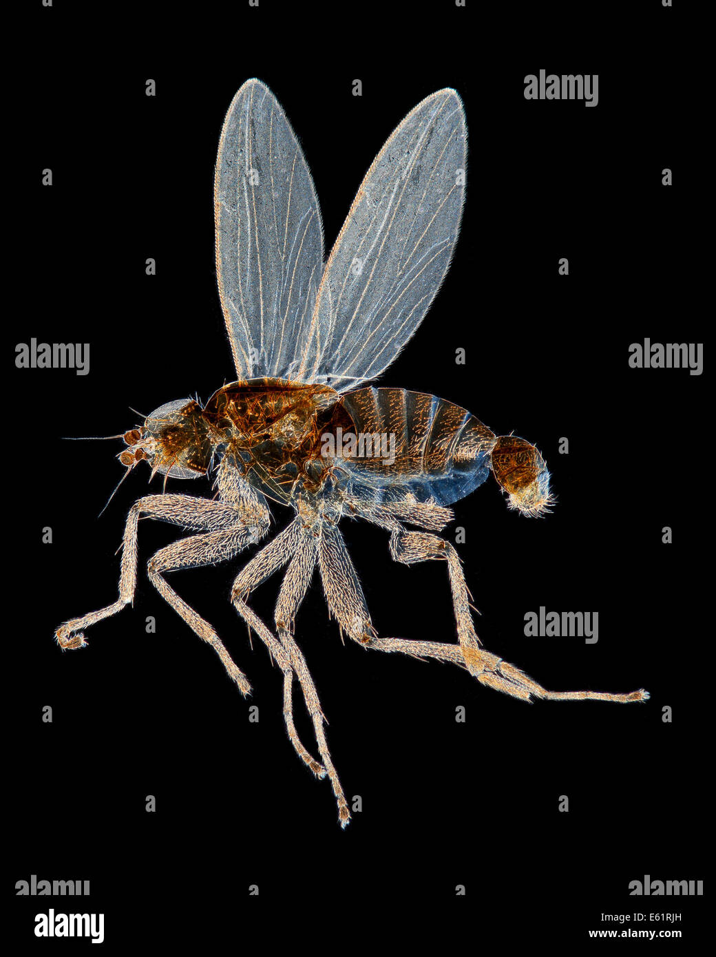 Speer-winged Fliege oder Spitzen-Flügel fliegen, (männliche) Dunkelfeld Mikrophotographie Stockfoto