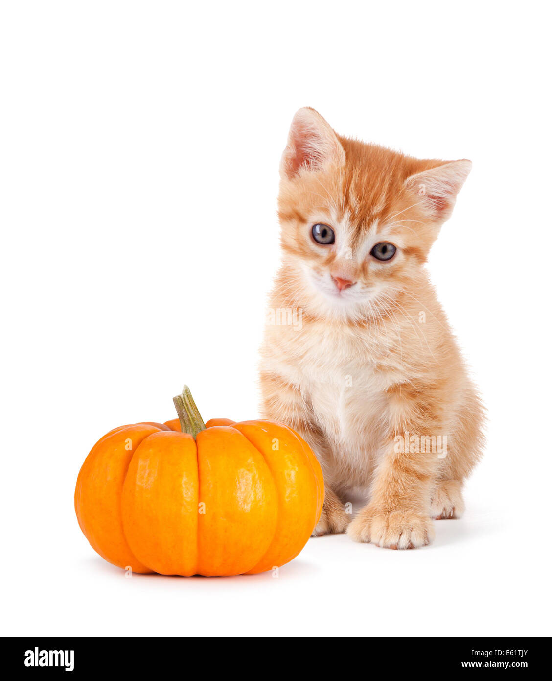 Süße orange Kätzchen mit einem Mini-Kürbis isoliert auf weißem Hintergrund. Stockfoto