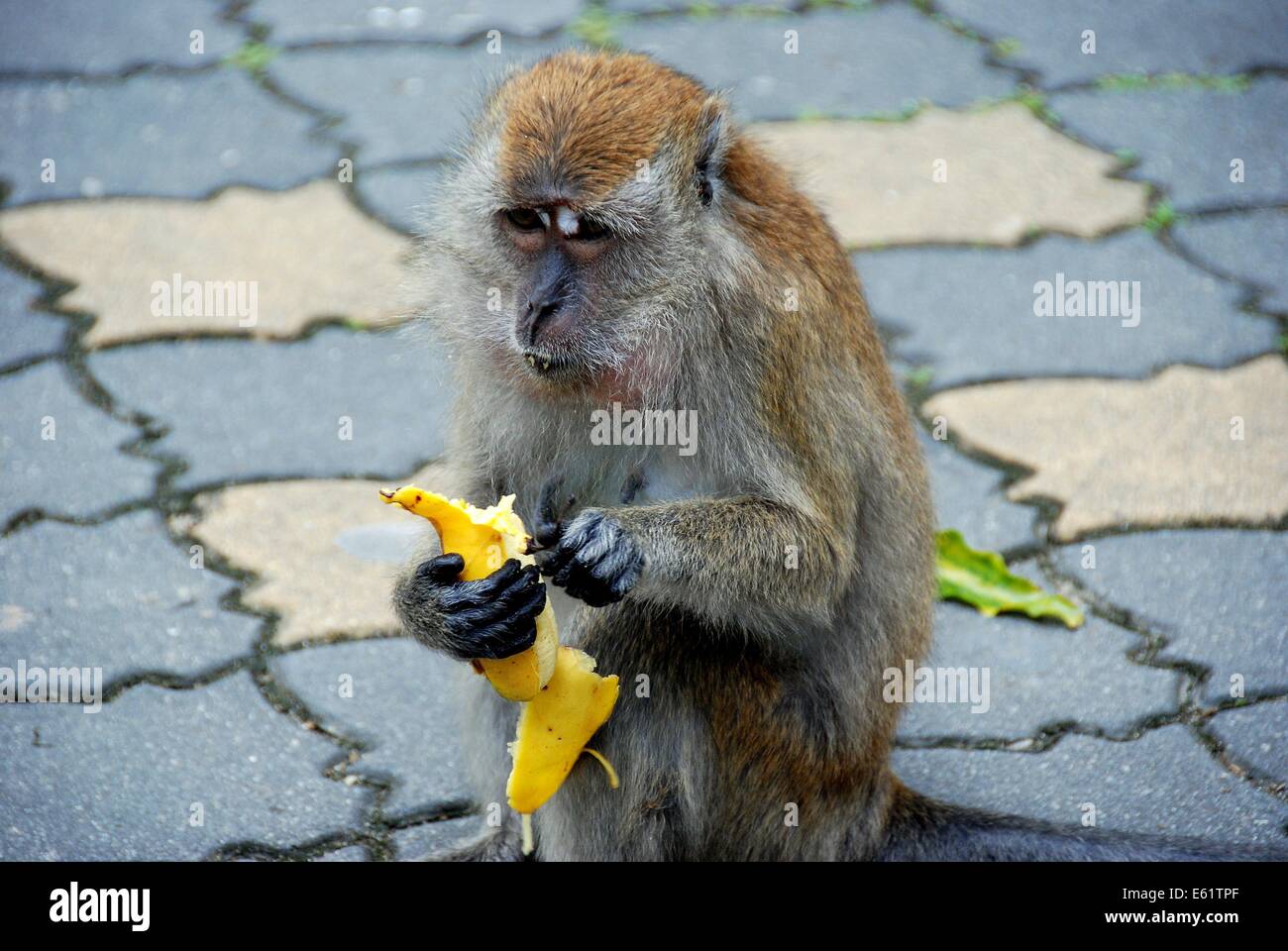 PENANG, MALAYSIA: Eine Rhesus-Affen eine Banane schält im Botanischen Garten von Penang * Stockfoto