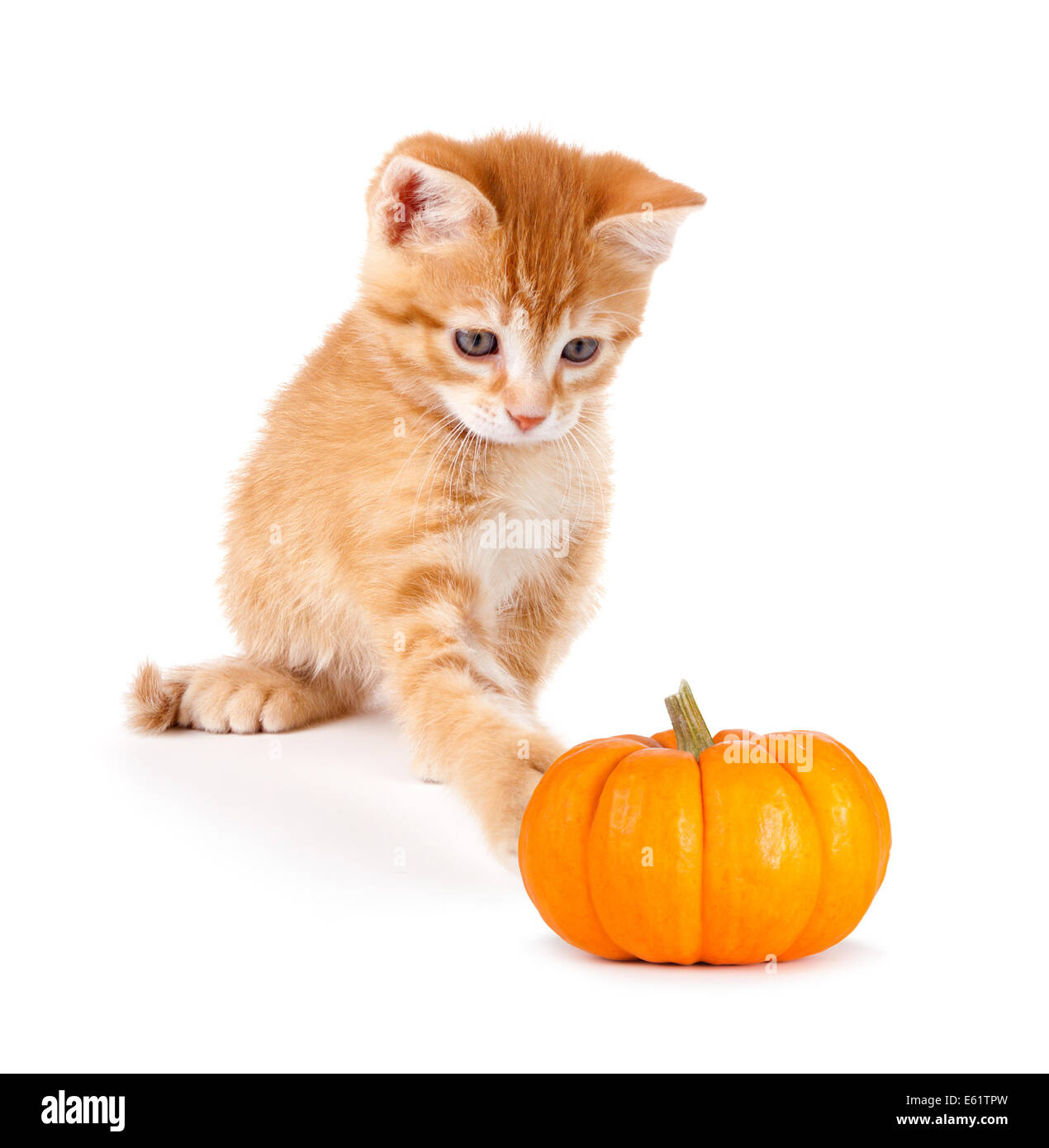 Süße orange Kätzchen spielen mit einem Mini-Kürbis isoliert auf weißem Hintergrund. Stockfoto