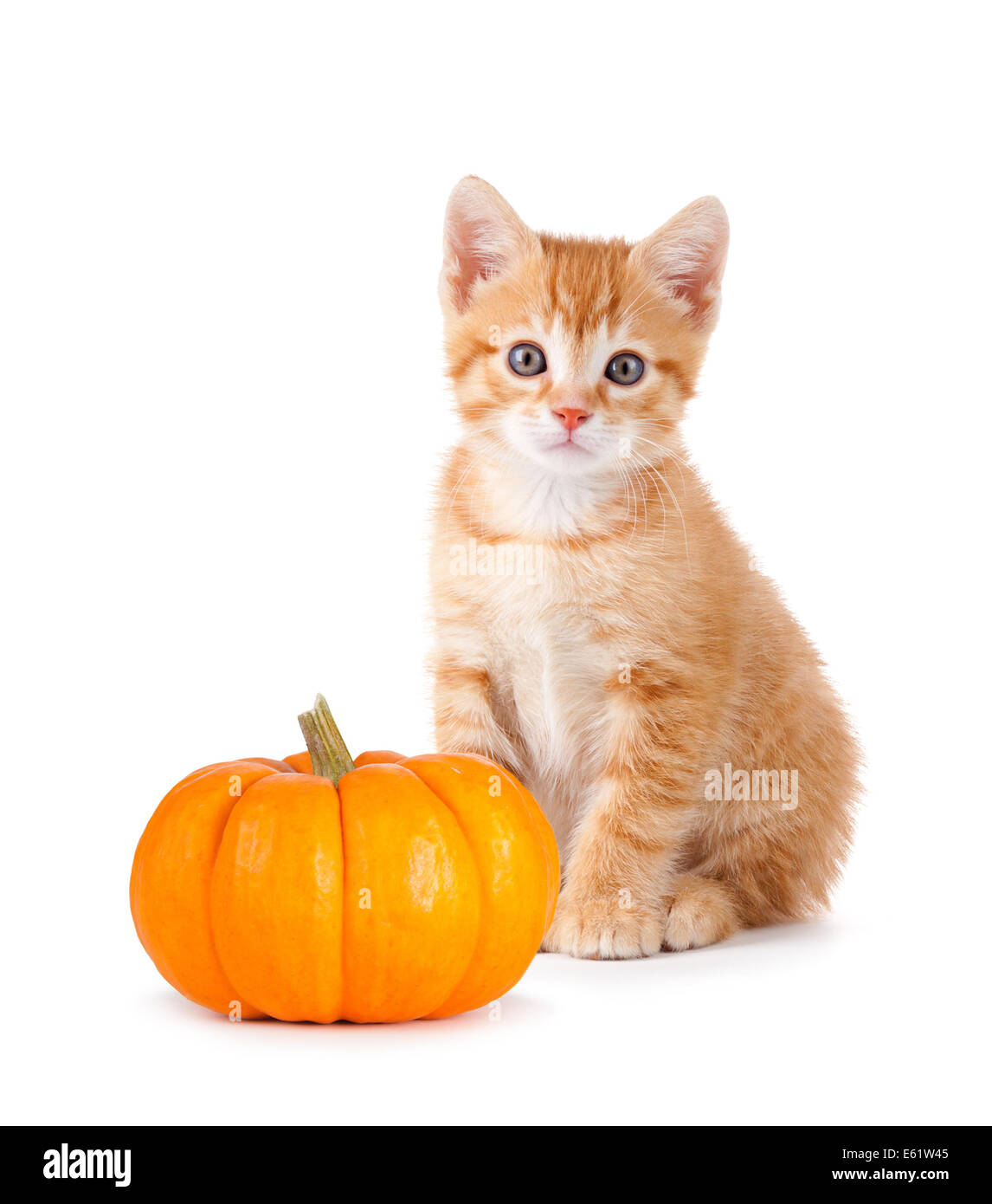 Süße orange Kätzchen mit einem Mini-Kürbis isoliert auf weißem Hintergrund. Stockfoto