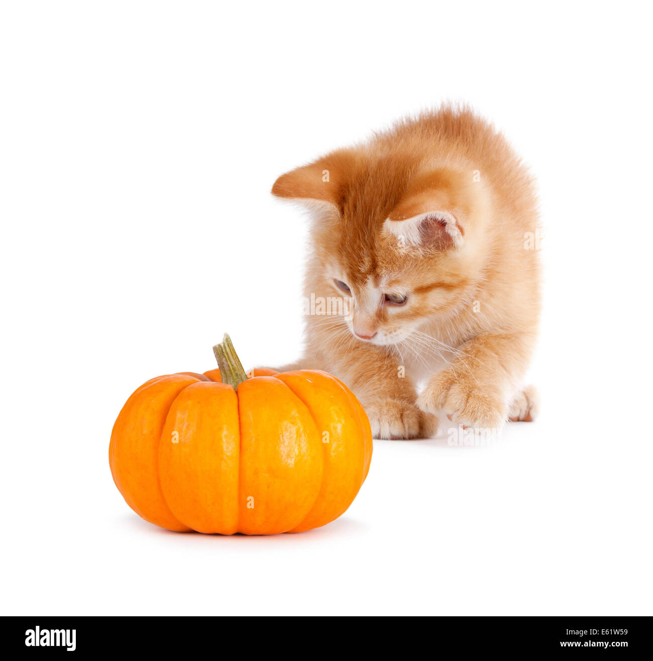 Süße orange Kätzchen spielen mit einem Mini-Kürbis isoliert auf weißem Hintergrund. Stockfoto