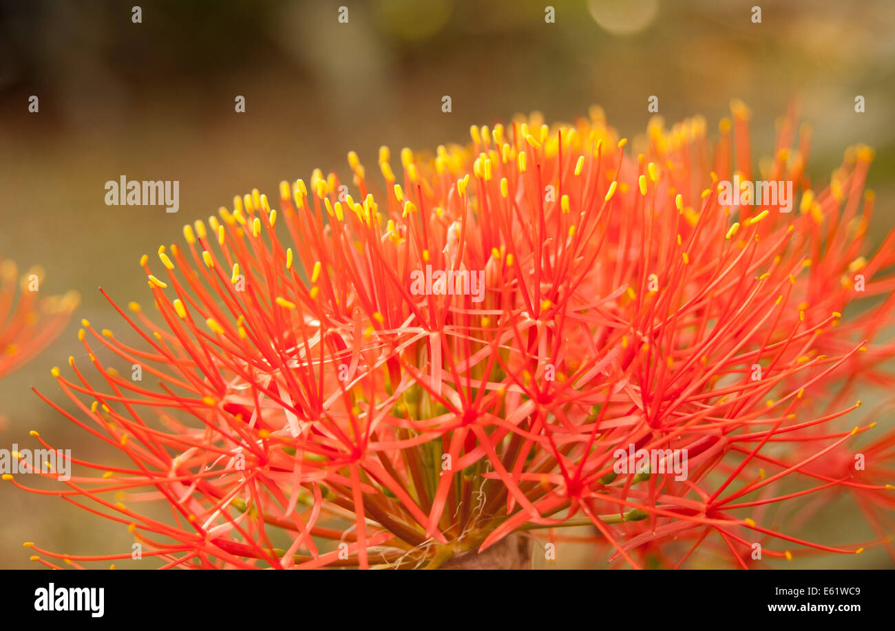 Extreme Nahaufnahme Blume, Feuerball Lily, Kenia, Afrika, Stockfoto